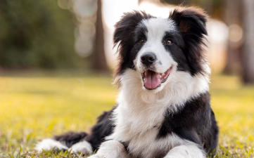 Are Herding Breeds Too Demanding?